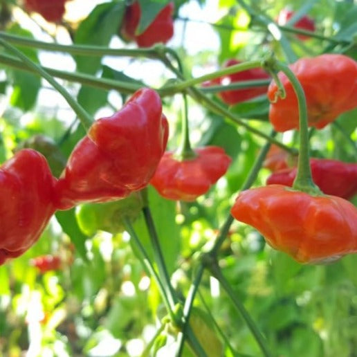 Brazilian Starfish Plant
