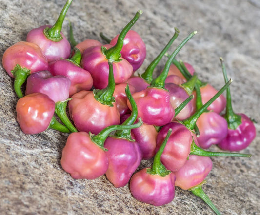 Cheiro Roxa (Purple Perfume) Plant