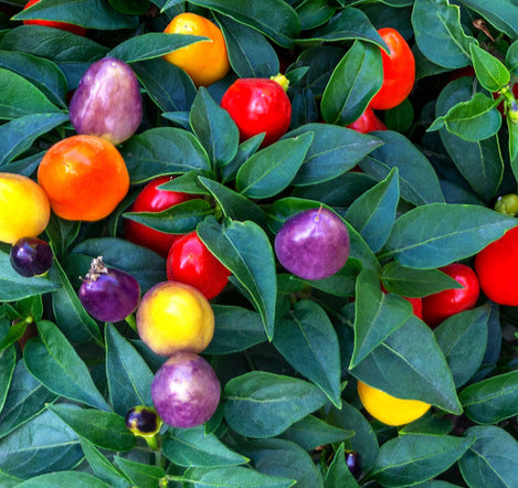 Chinese 5 Color Plant