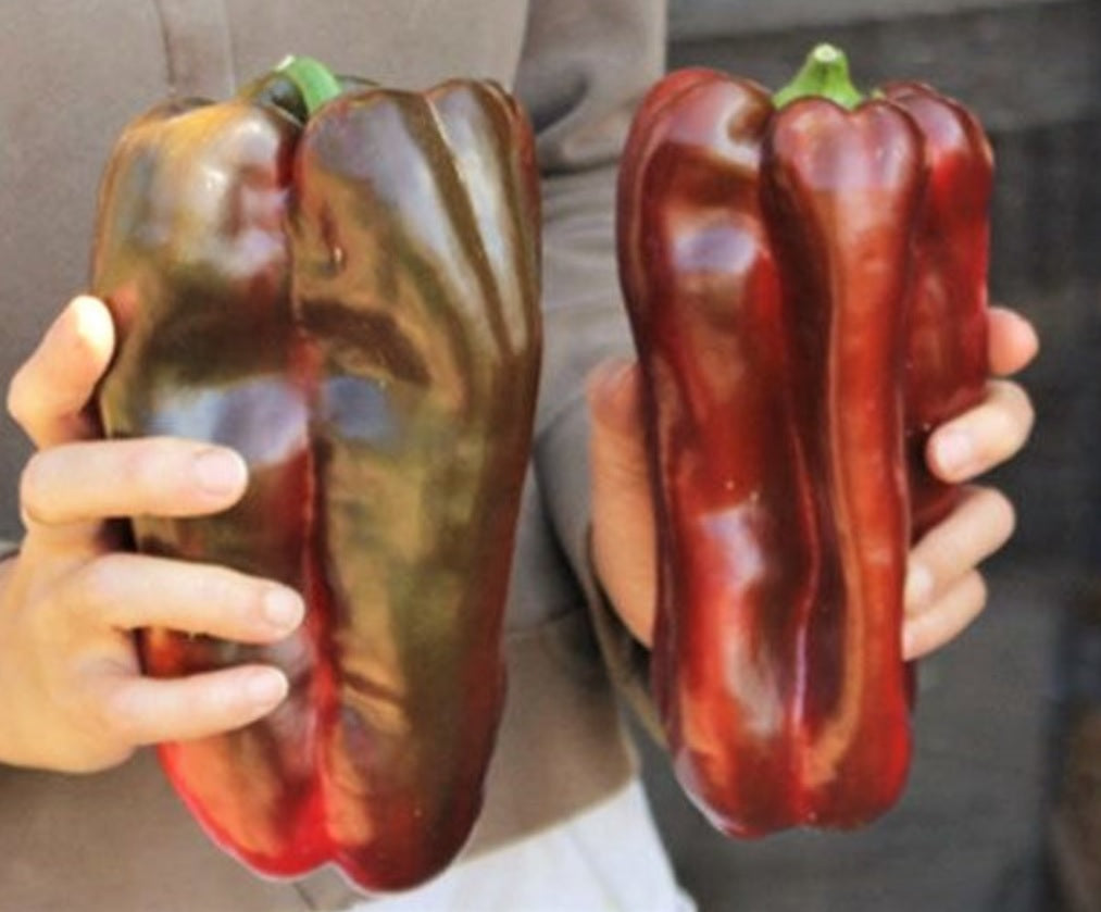 Doux D'Espagne or Spanish Mammoth Plant