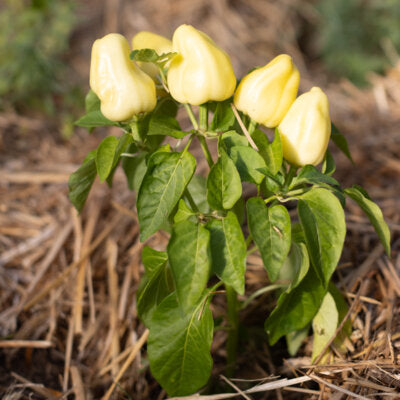 Albino Bull Nose Plant