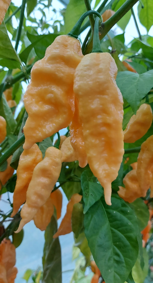Jay's Peach Bhut Jolokia