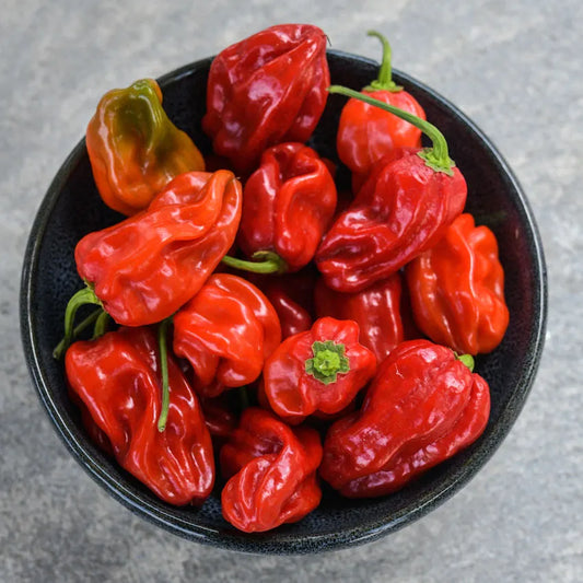 Arroz Con Pollo Plant