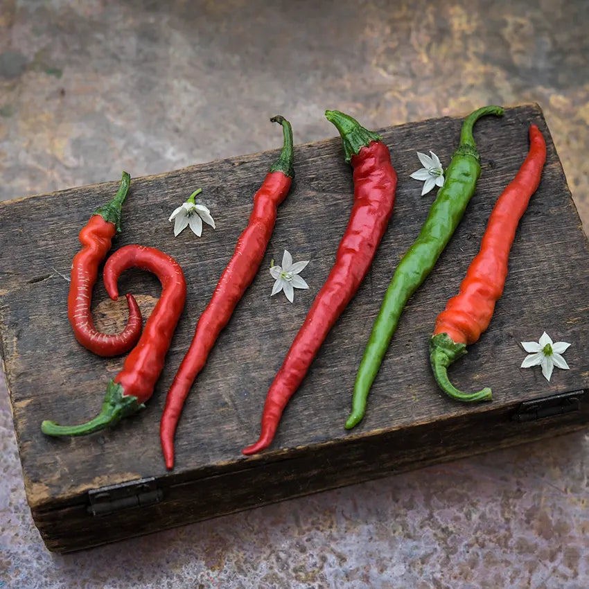 Cayenne Long Thin Plant