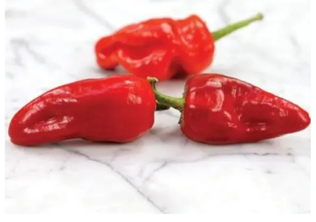 Leutschauer Paprika Plant