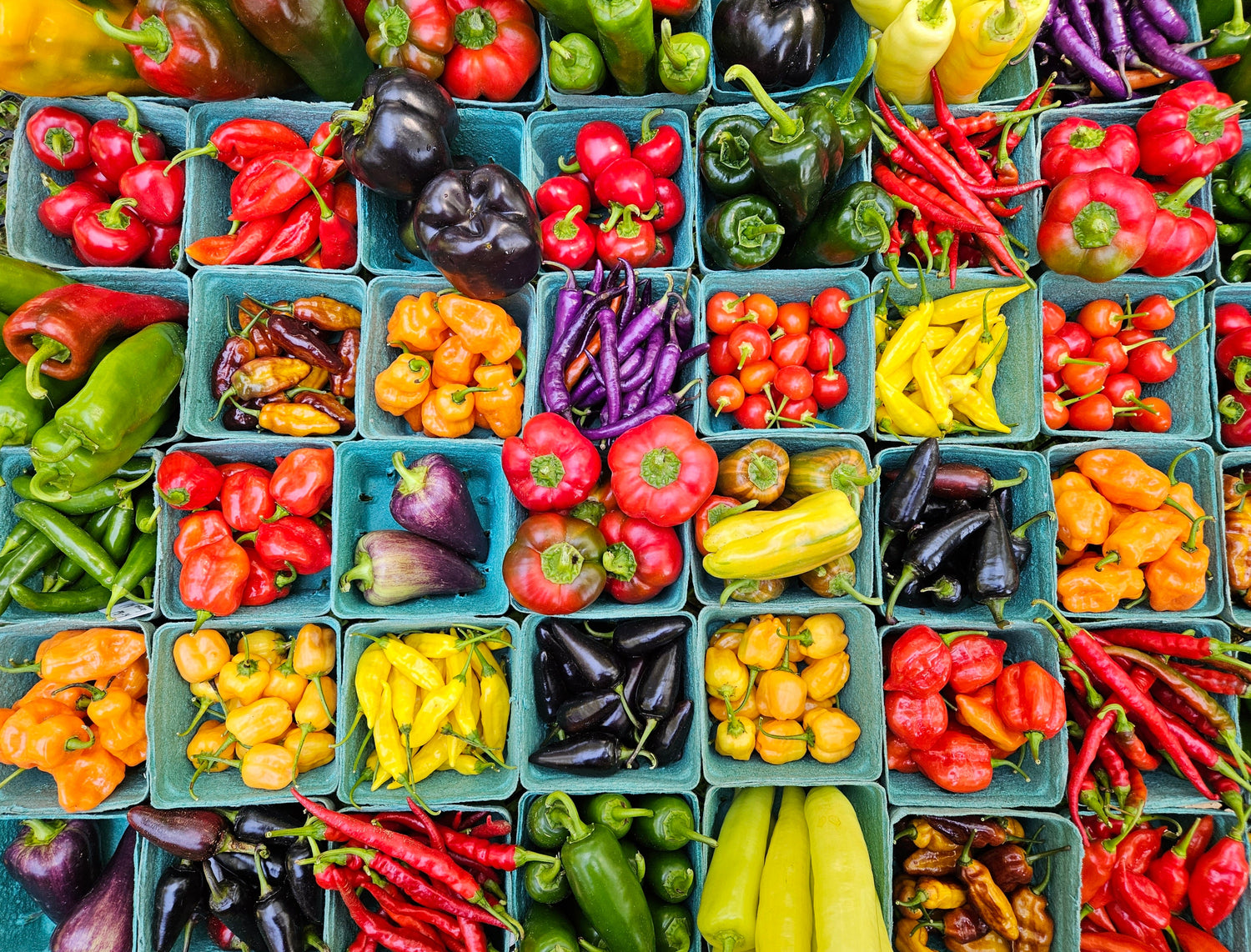 Pre-Order 2026 Pepper Plant