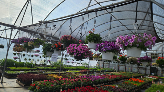 2026 Design Your Own Hanging Basket