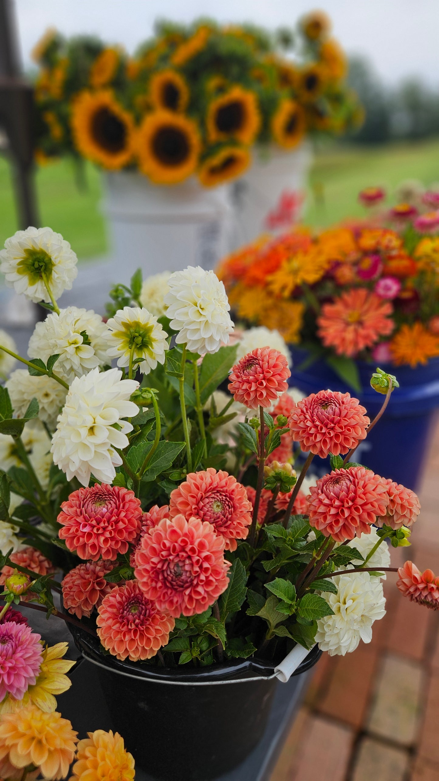 2026 Broom's Blooms VIP Season Membership