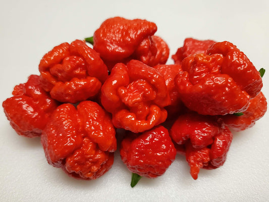 Trinidad Moruga Scorpion