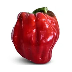 Botan Kosho Chili Plant