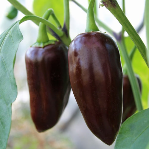 Brown Jalapeno Plant
