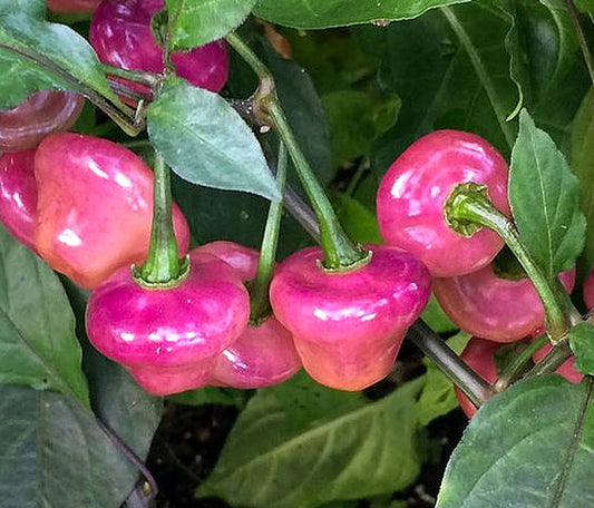 Cheiro Roxa (Purple Perfume) Plant