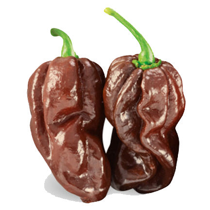 Chocolate Habanero Plant