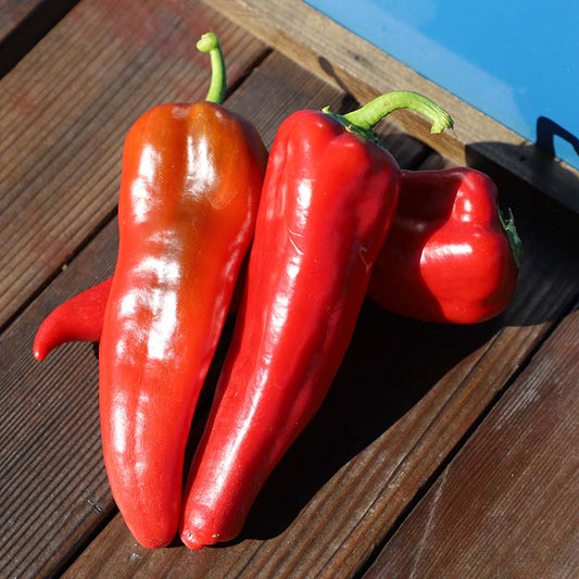 Giant Aconcagua Pepper Plant