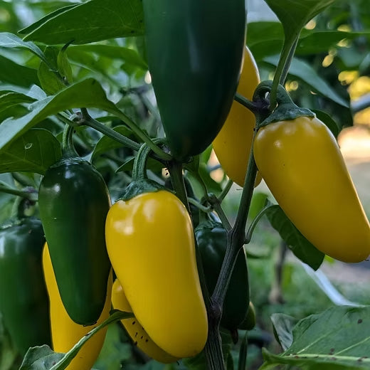 Lemon Spice Jalapeno Plant