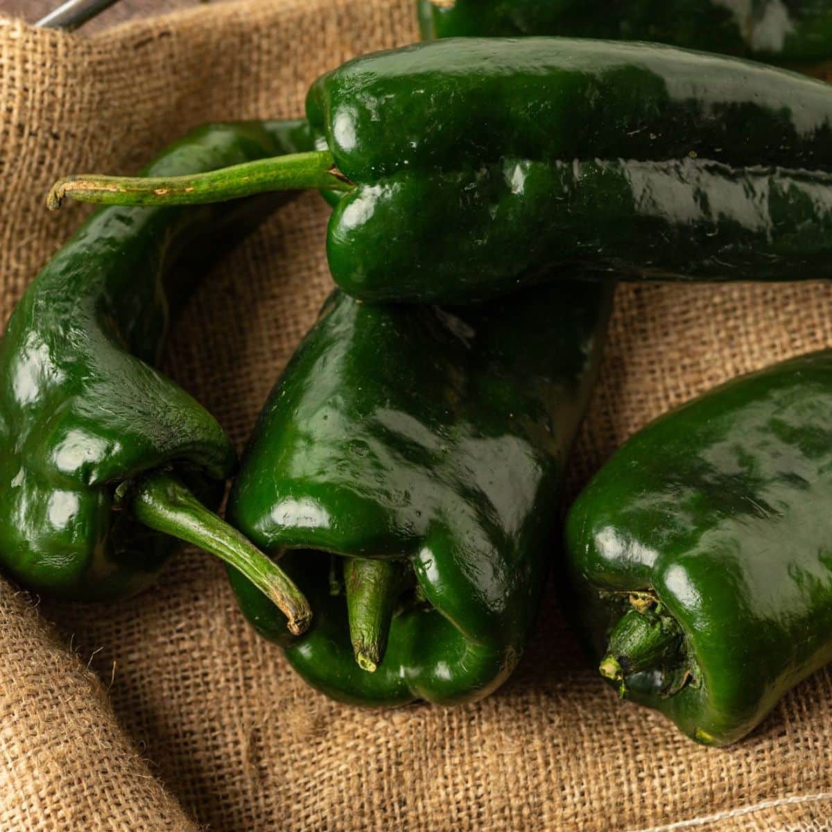 Poblano