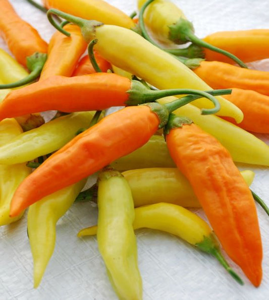 Aji Habanero Plant