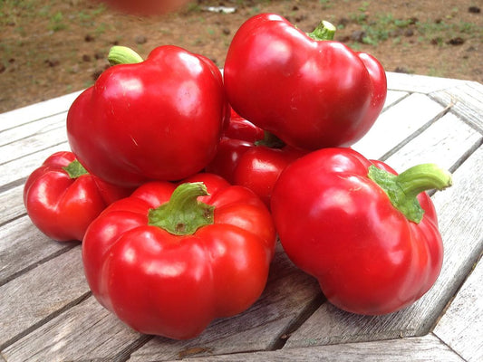 Ashe County Pimiento Plant