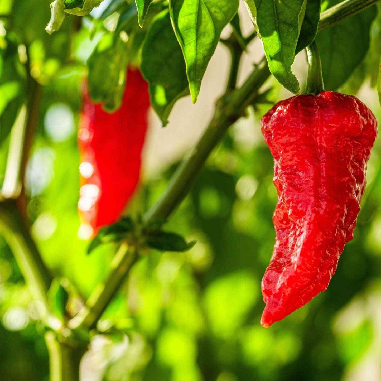 Bhut Jolokia or Red Ghost Plant