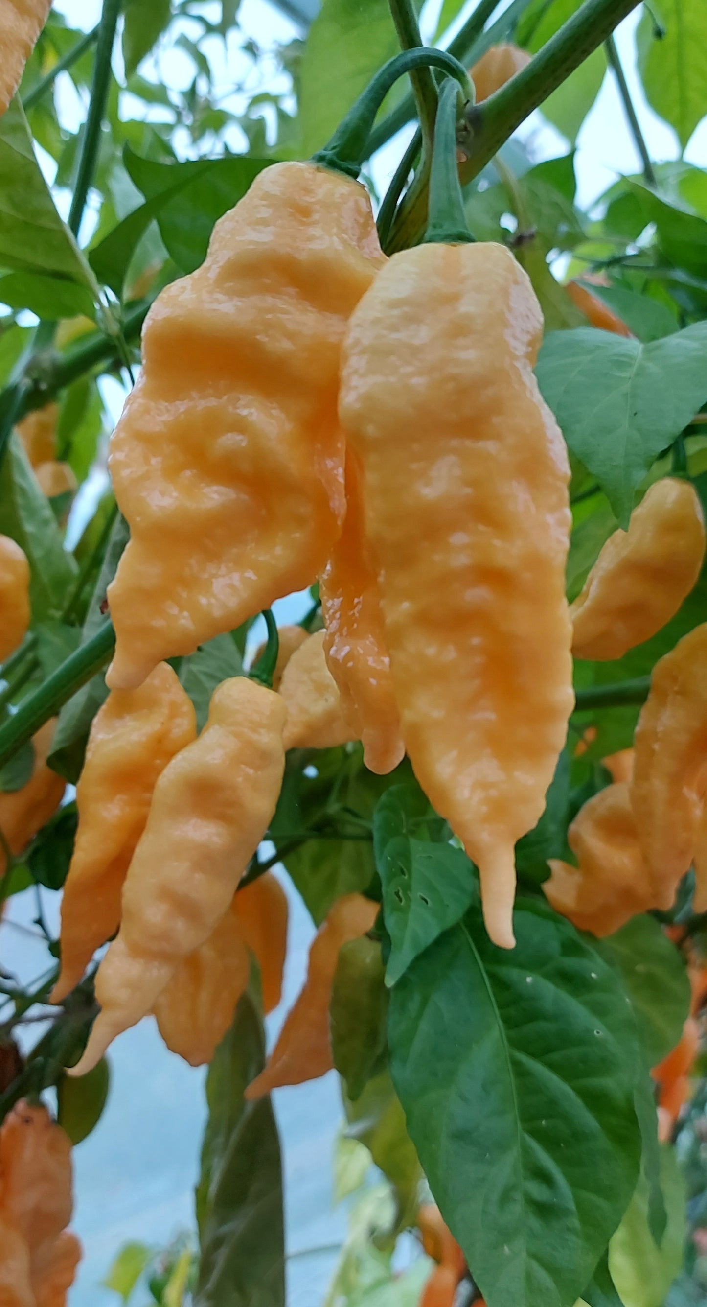Jay's Peach Bhut Jolokia