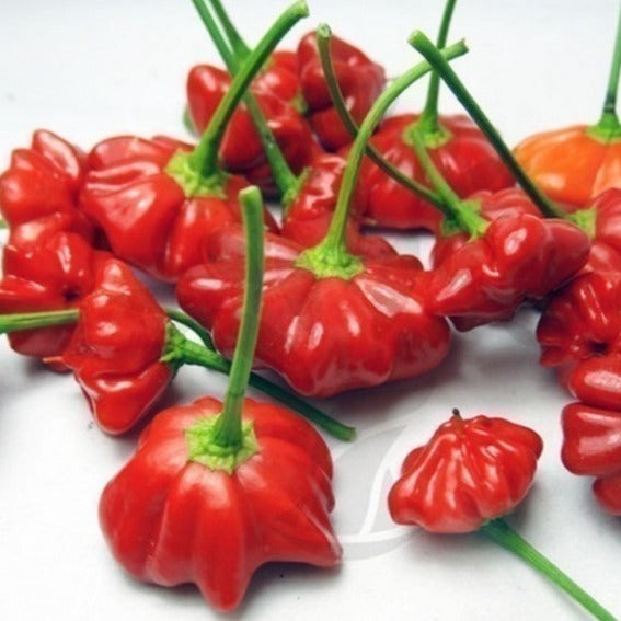 Brazilian Starfish Plant