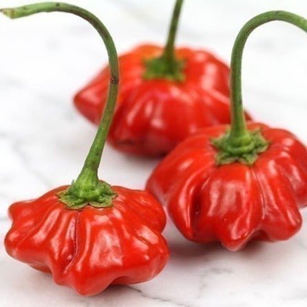 Brazilian Starfish Plant