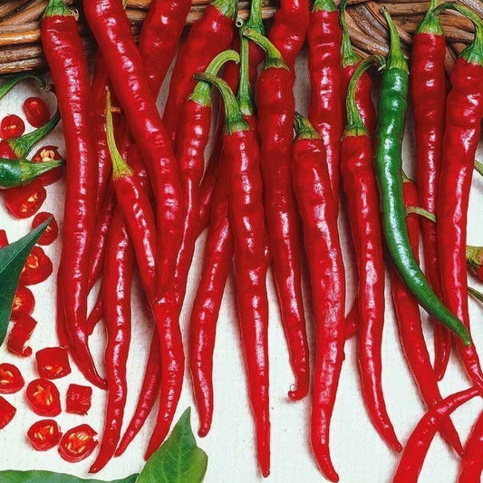 Cayenne Long Thin Plant