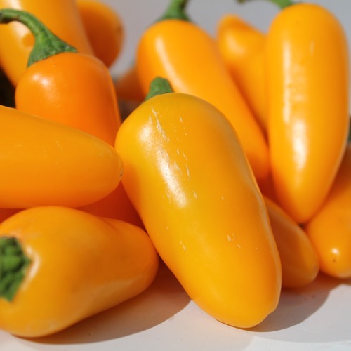 Jalapeno Orange Spice Plant