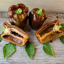 Chocolate Beauty Pepper Plant