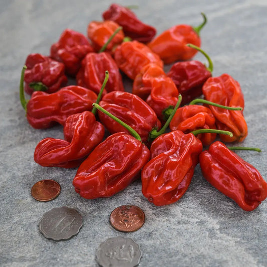 Arroz Con Pollo Plant