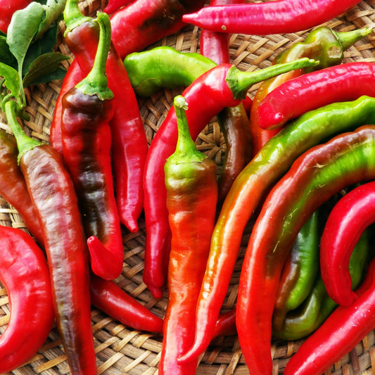 Jimmy Nardello Plant