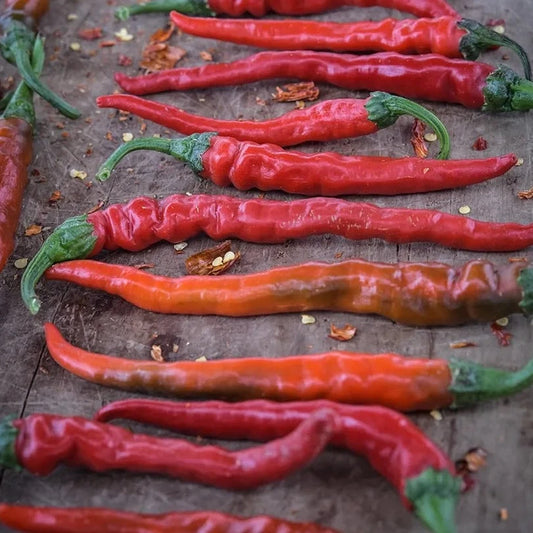 Cayenne Long Thin Plant