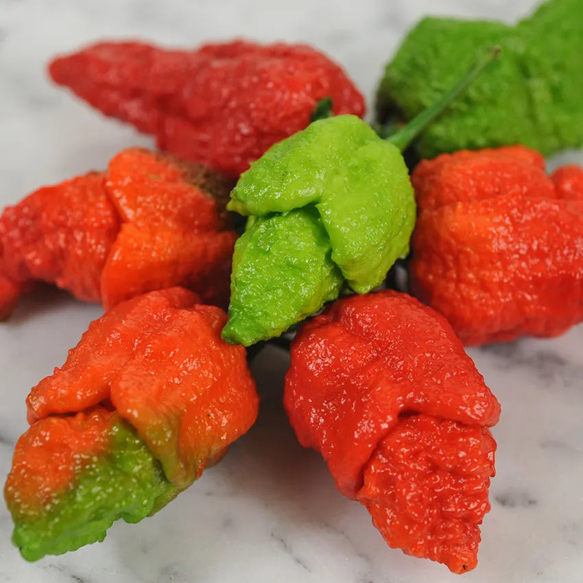 Apocalyps Scorpion Plant